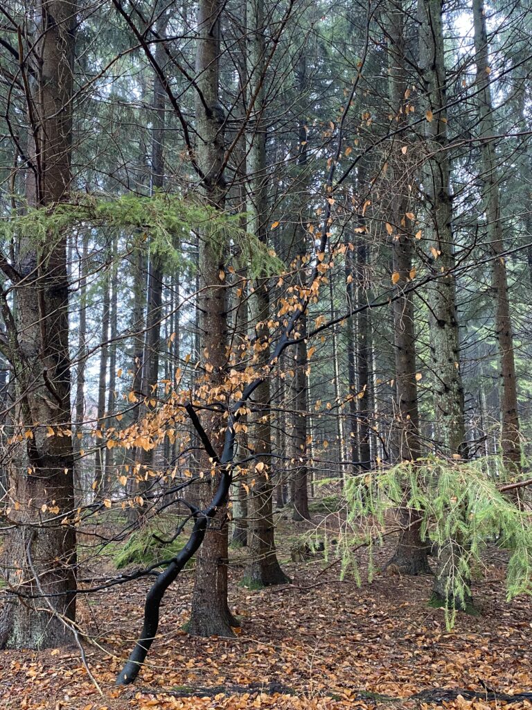skov