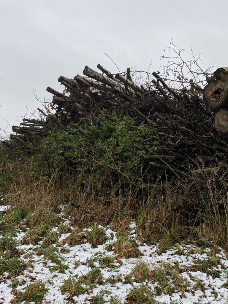 skov