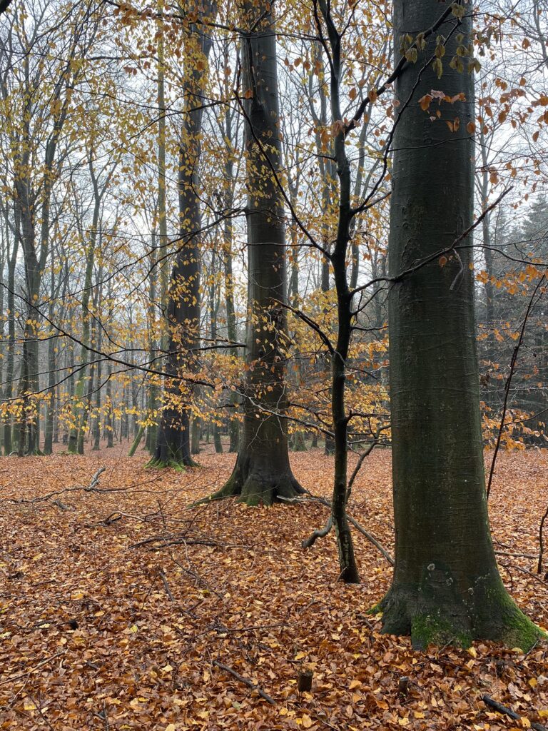 skov
