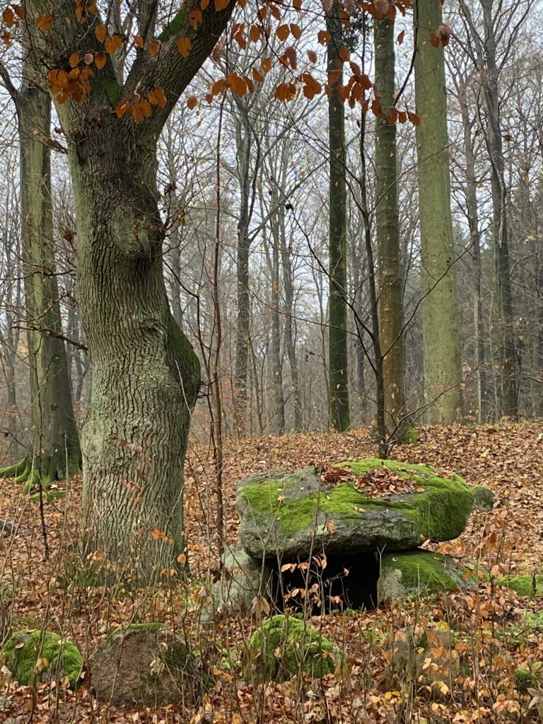 skov og stendysse