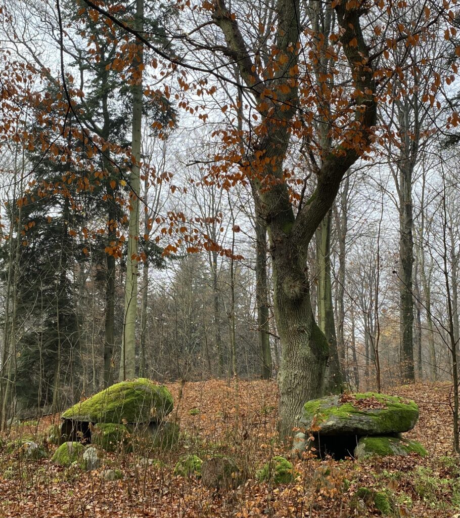skov og stendysse