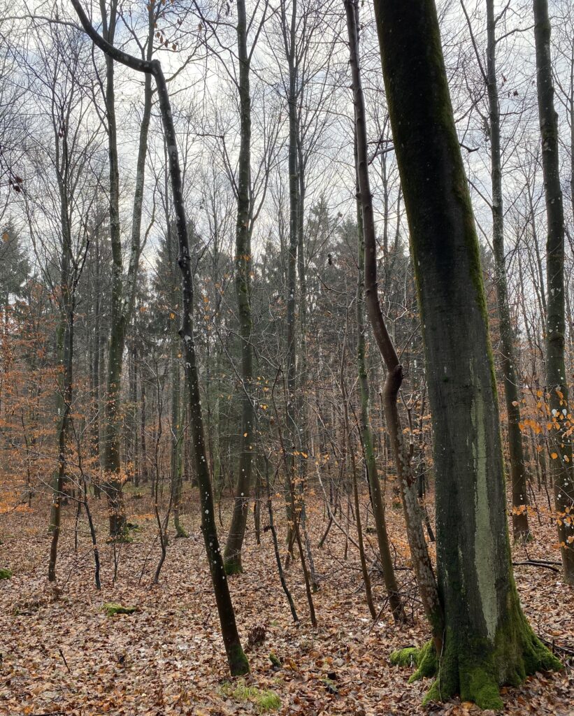 skov