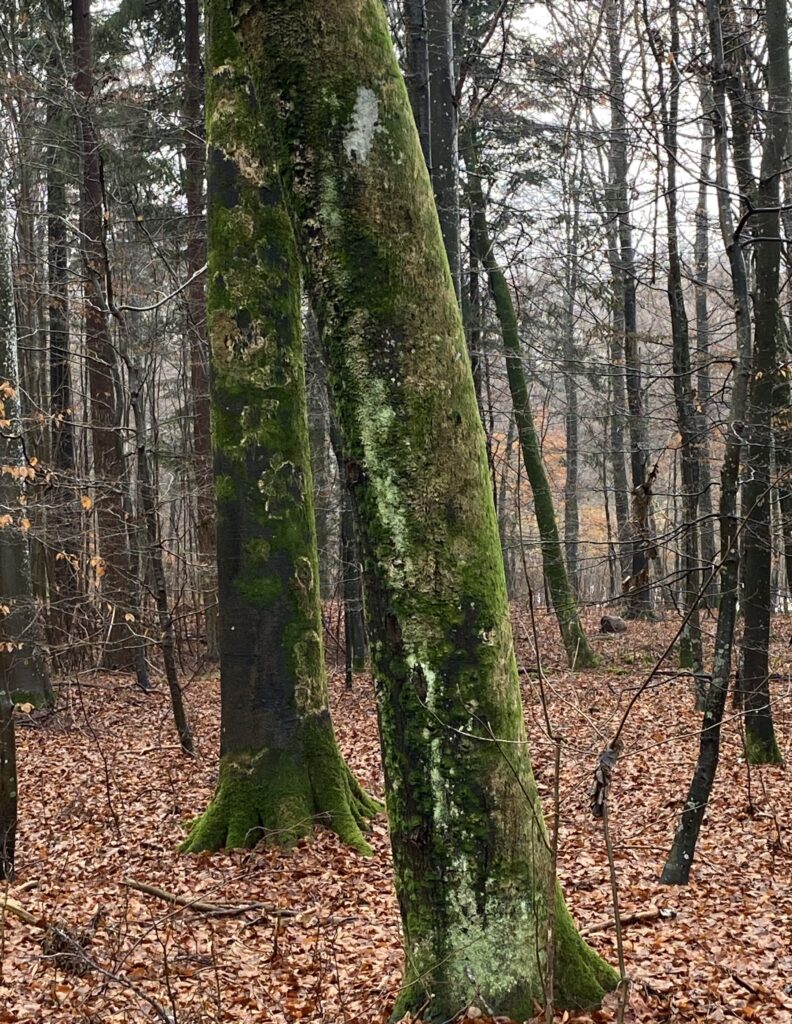 skov