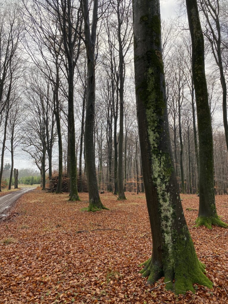 skov