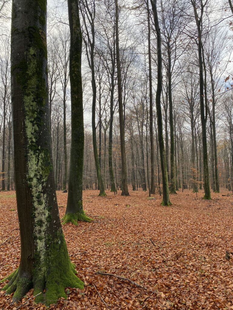 skov