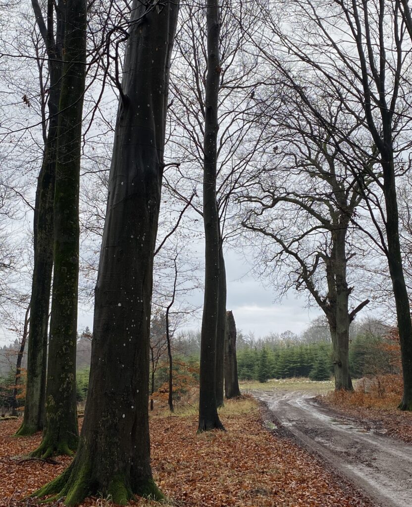 skov