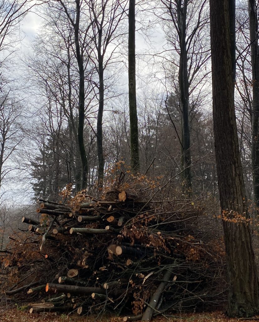 skov