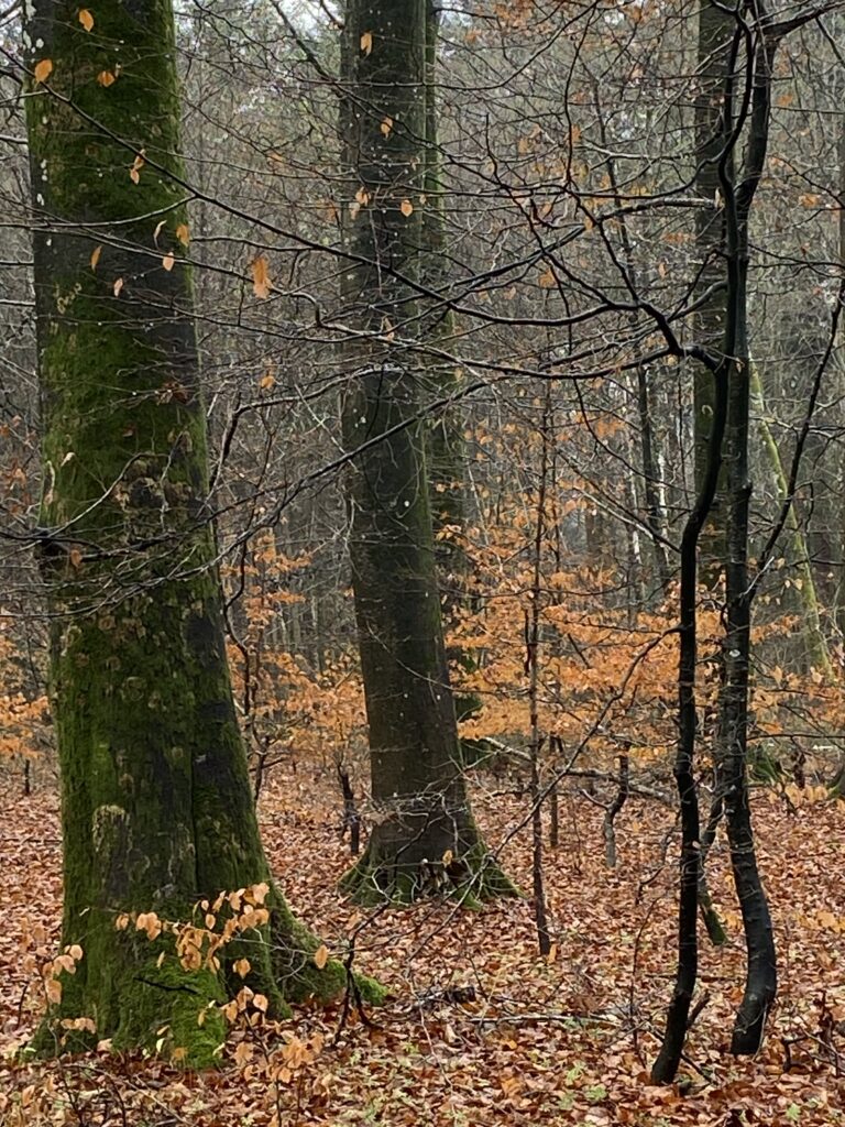 skov