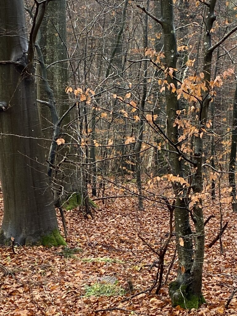 skov