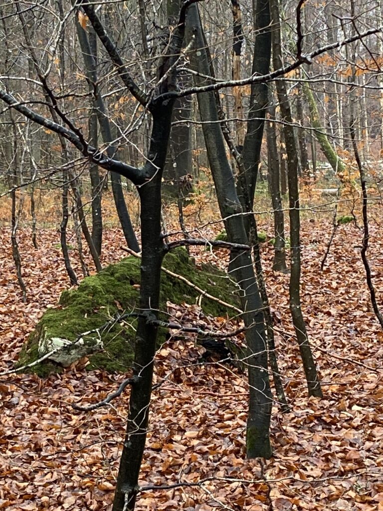 skov
