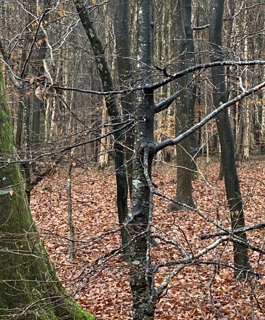 skov