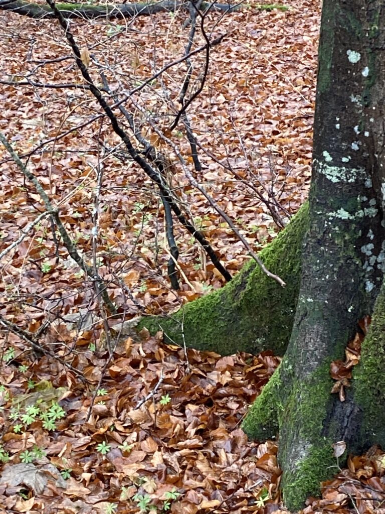 skov
