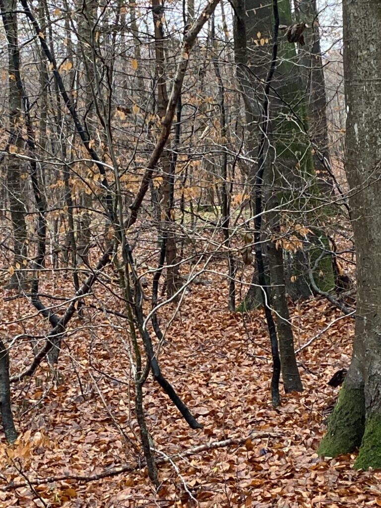 skov