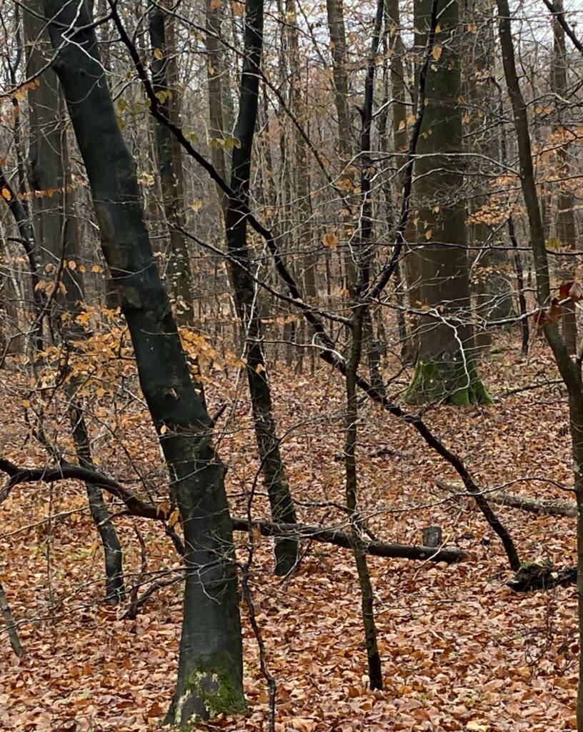 skov