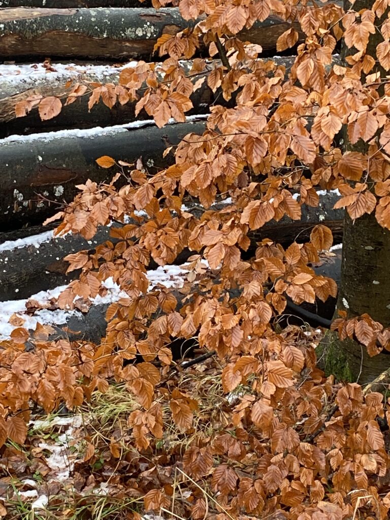 skov