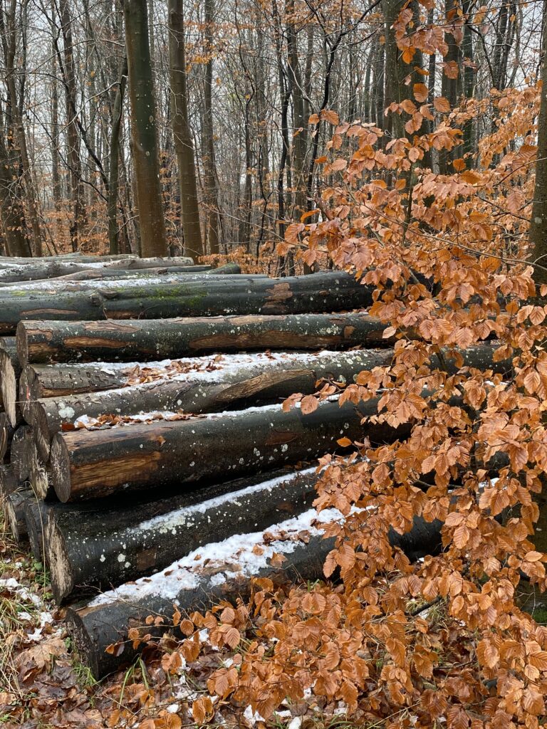 skov