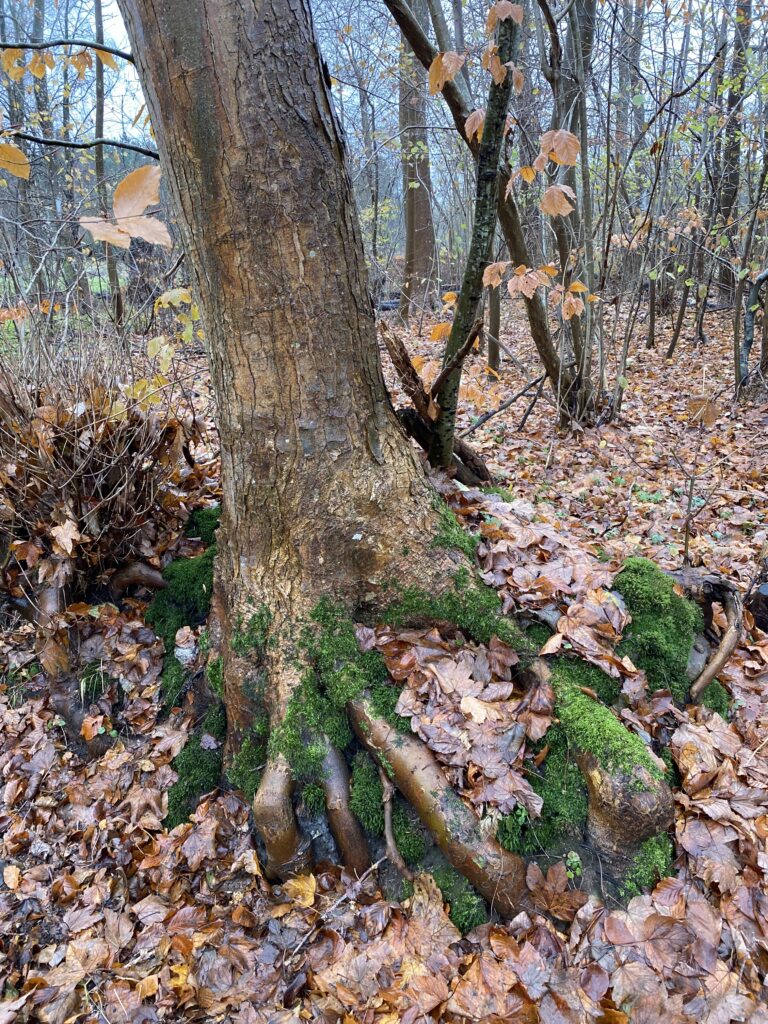 skov