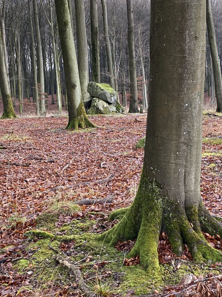 stendysse i skov