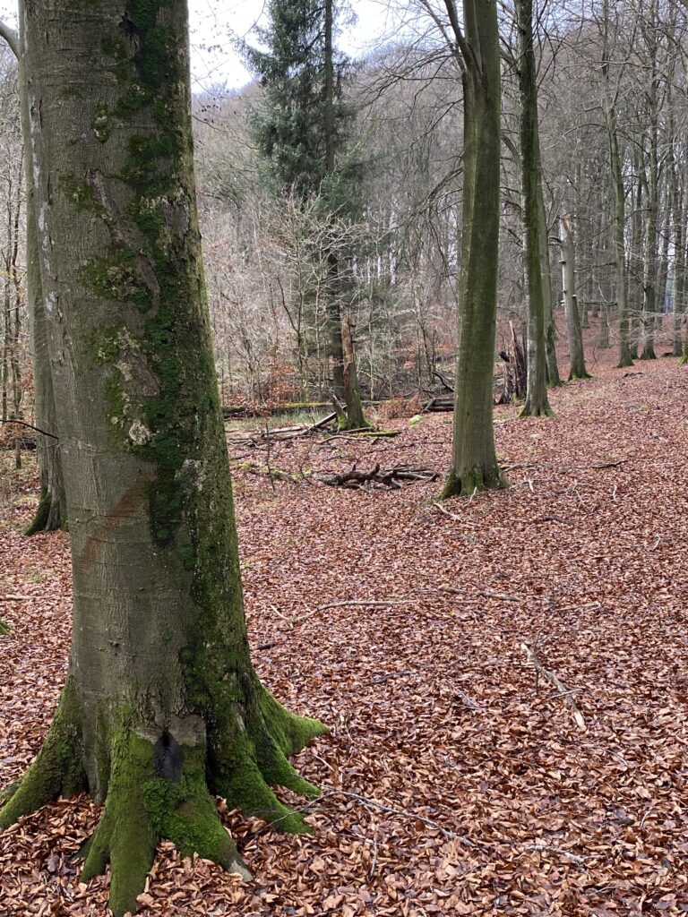 skov