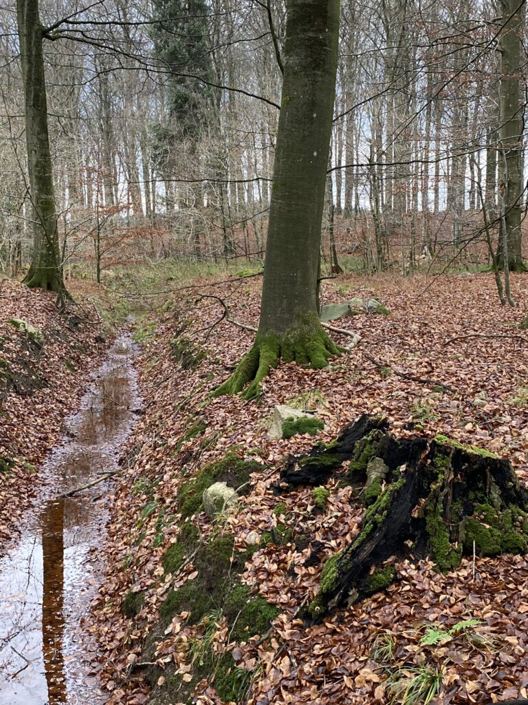 skov