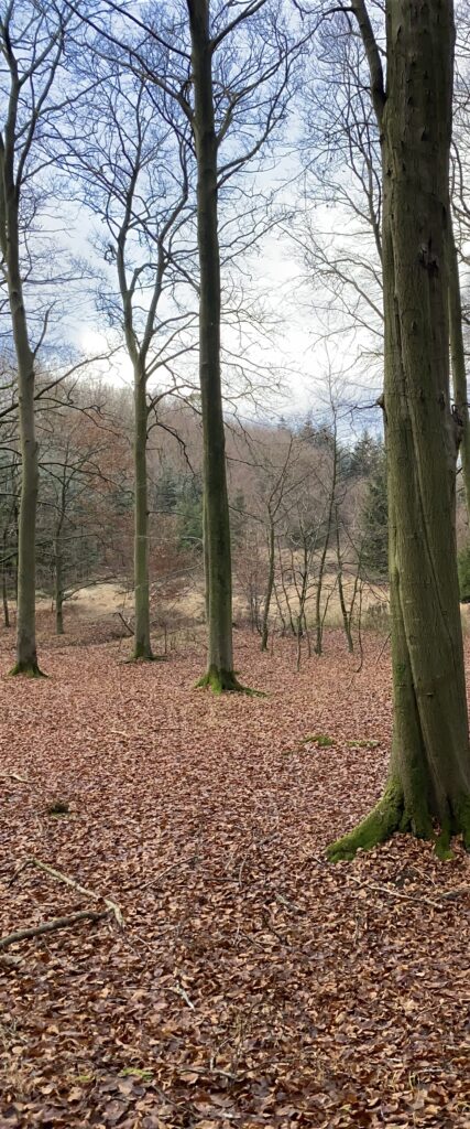 skov