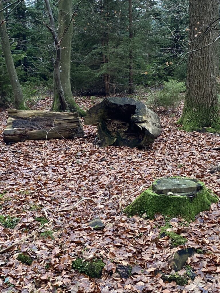 skov
