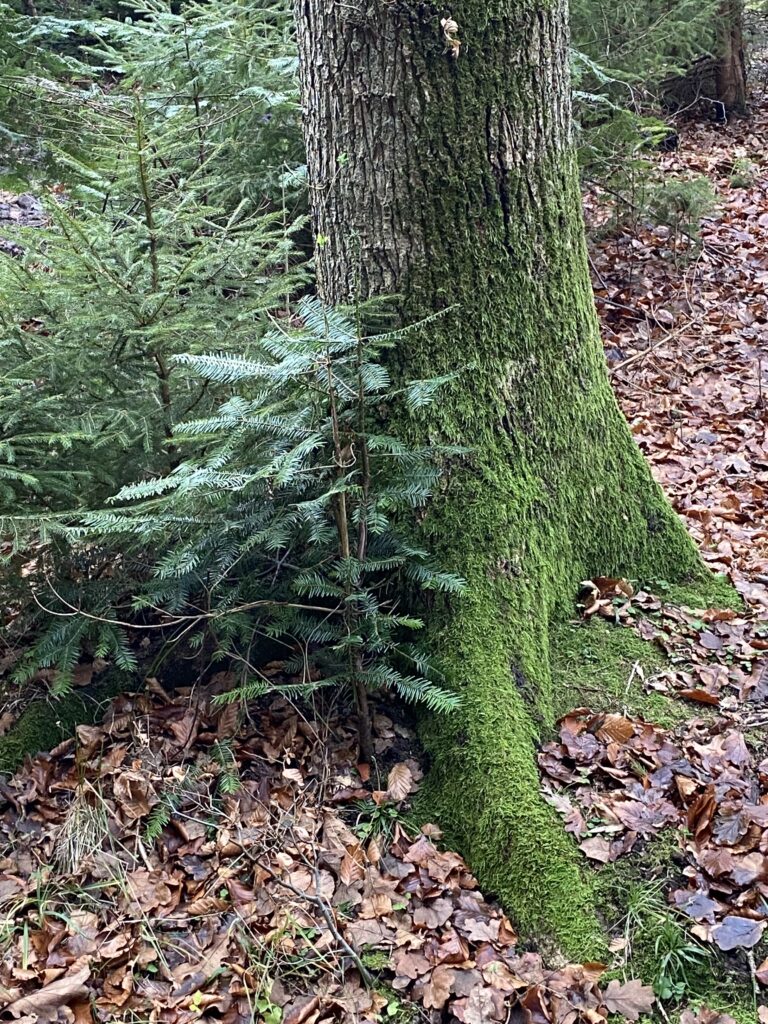 skov