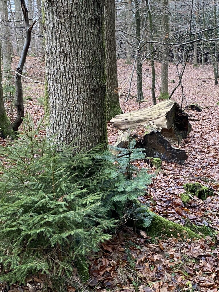 skov