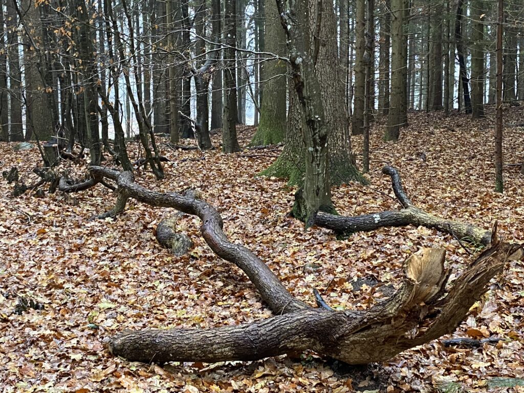 skov