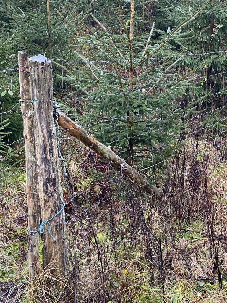 skov