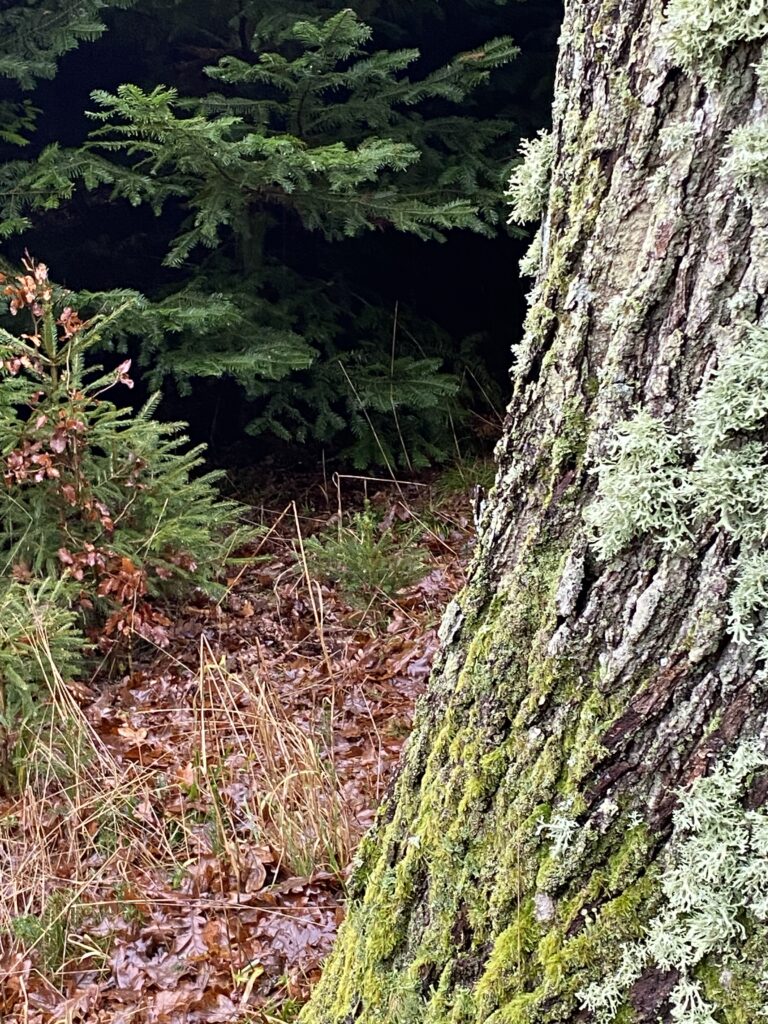 skov