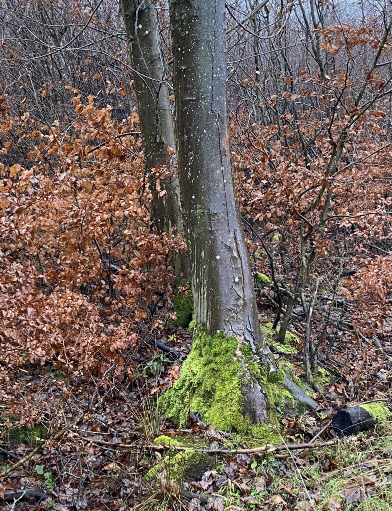 skov