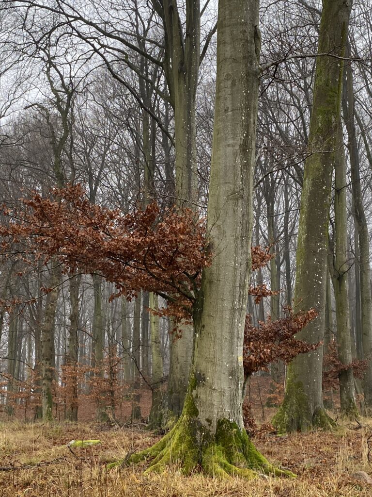 skov