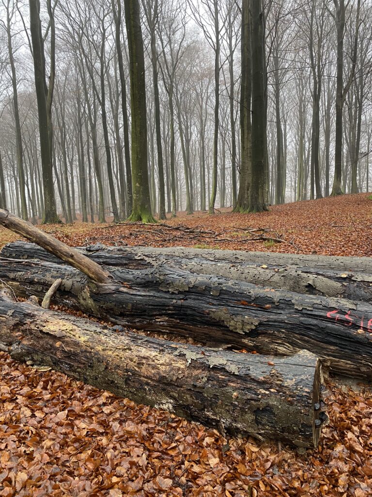 skov