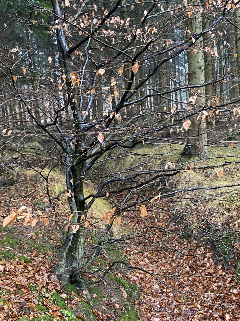 skov