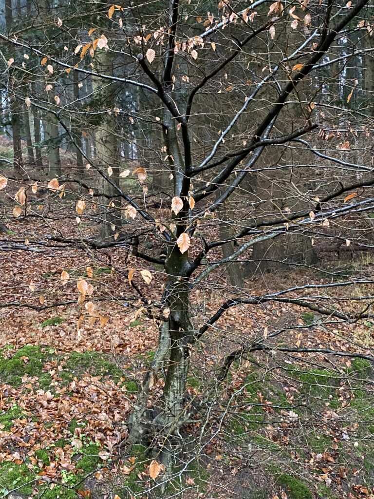 skov
