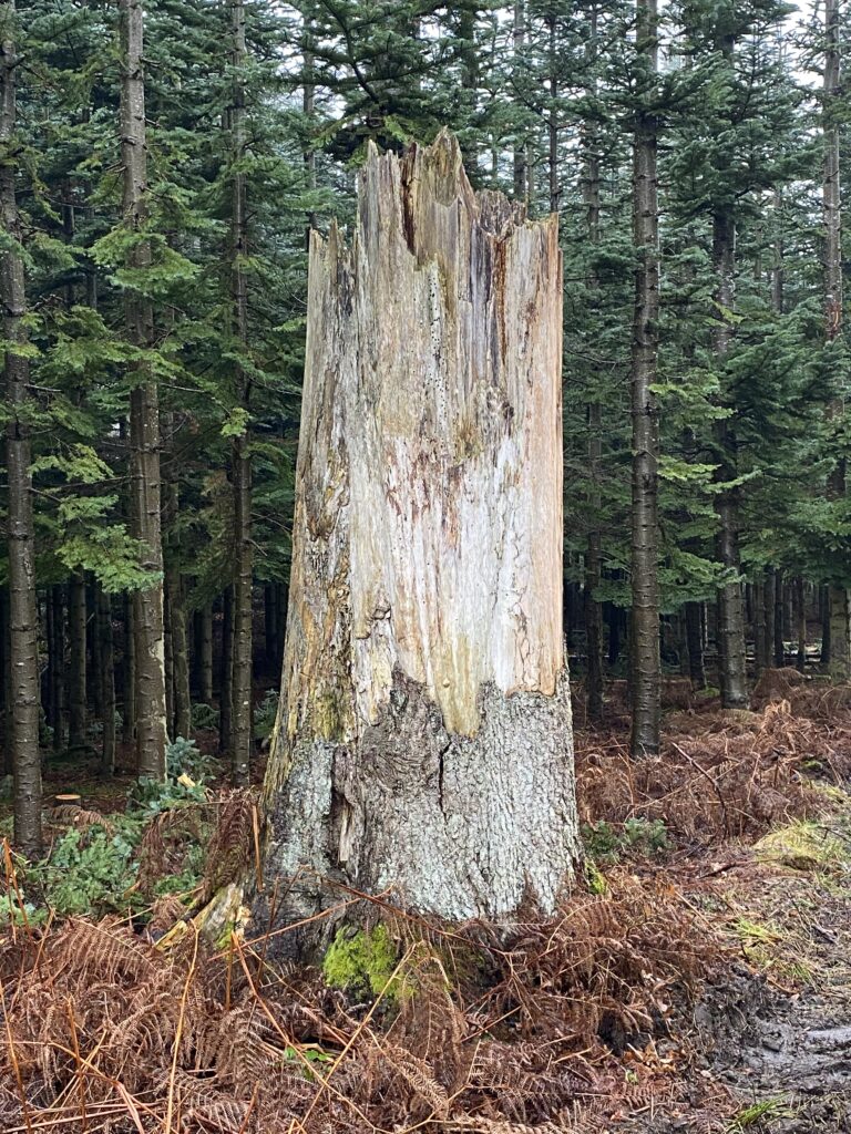 skov