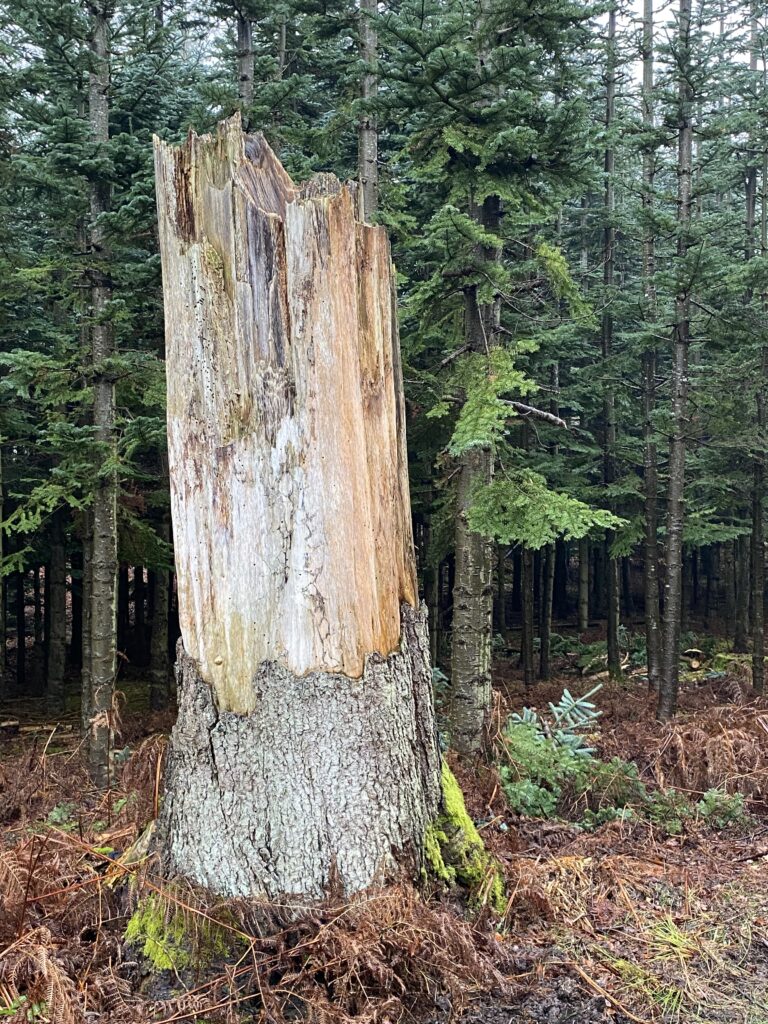 skov