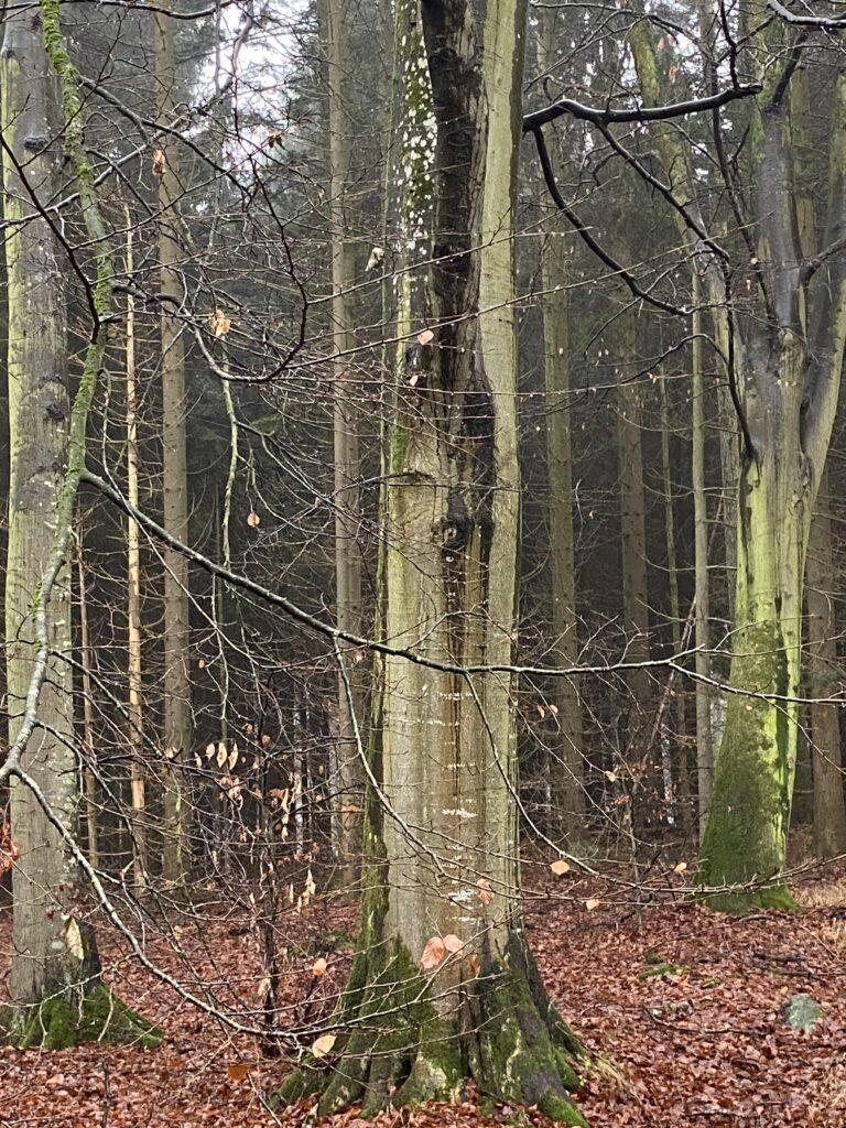 skov