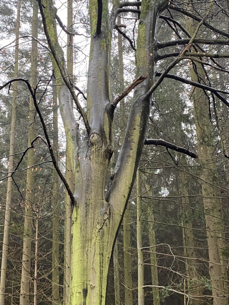 skov