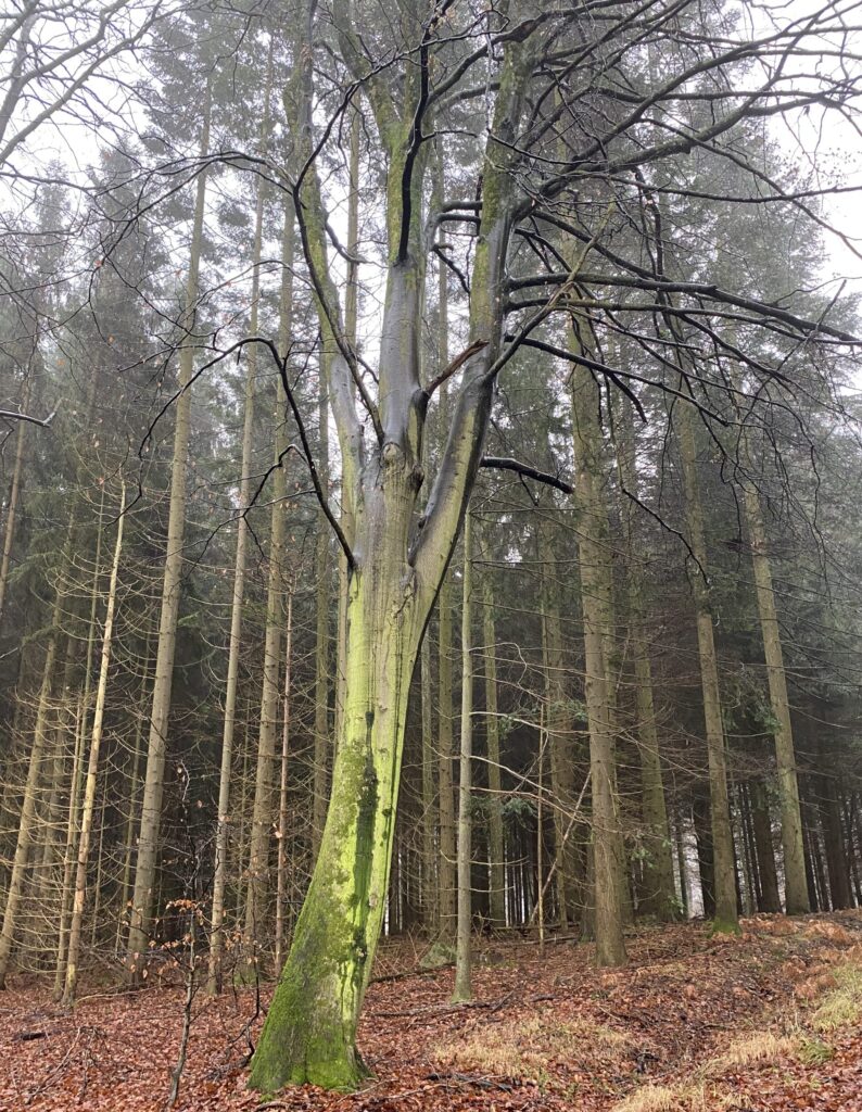 skov