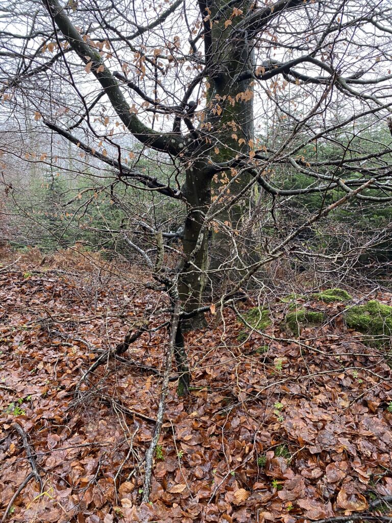 skov
