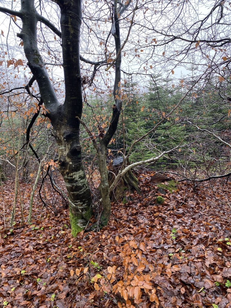 skov