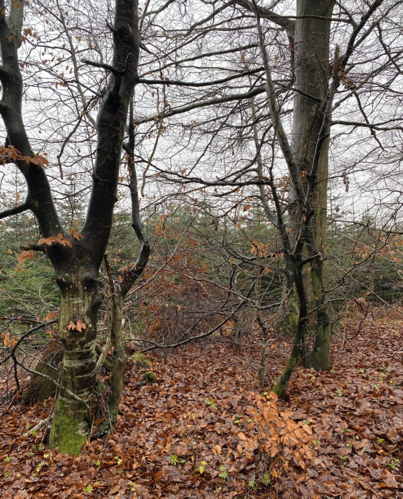 skov