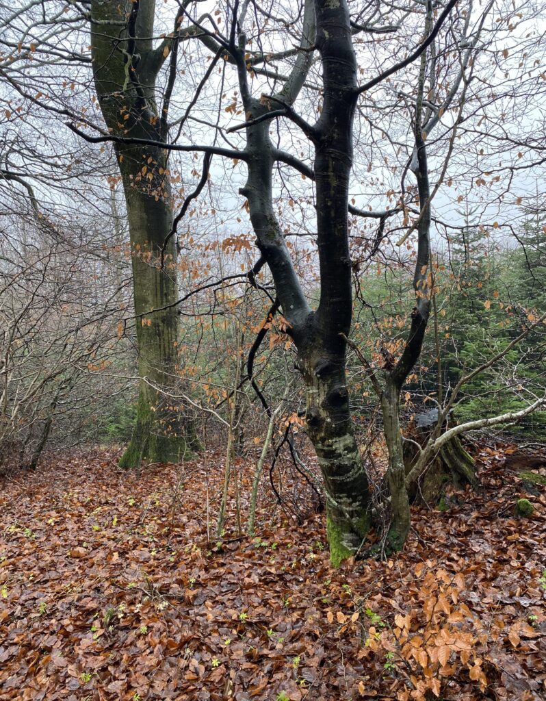 skov