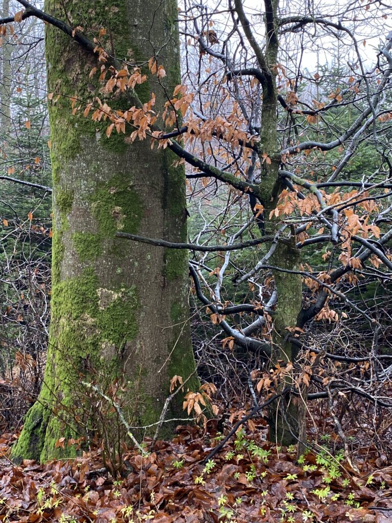 skov