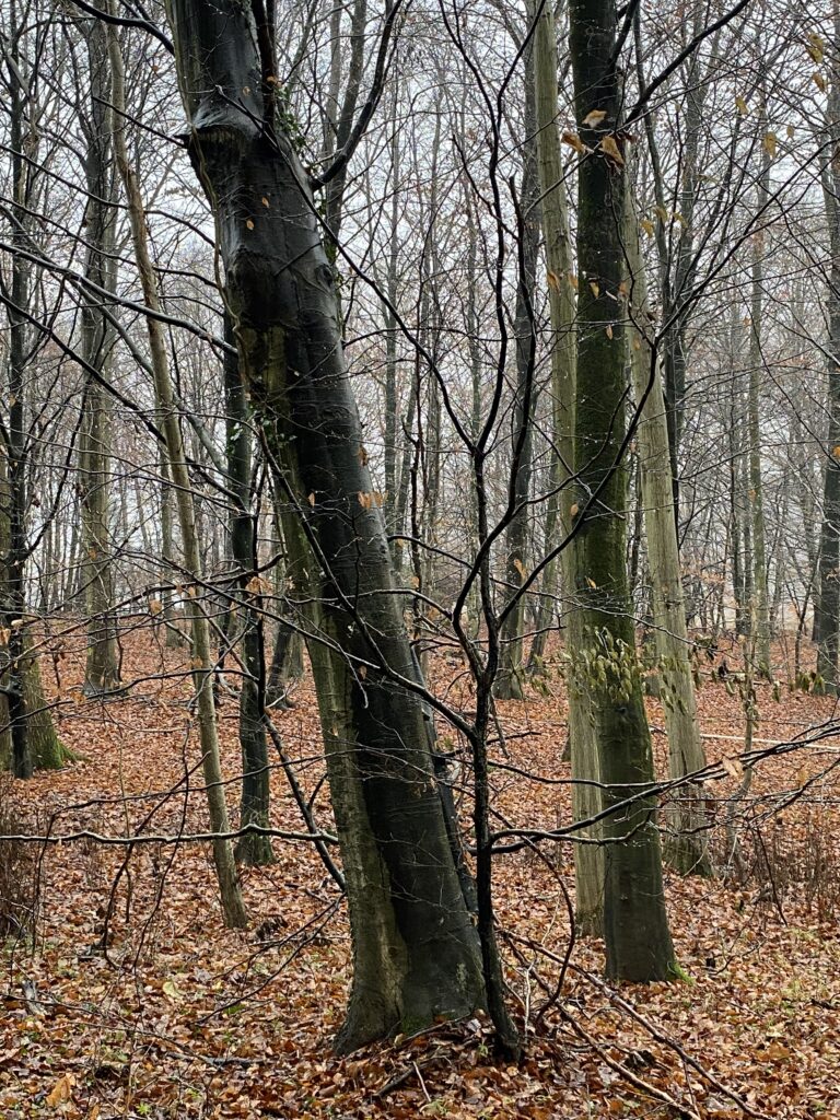 skov