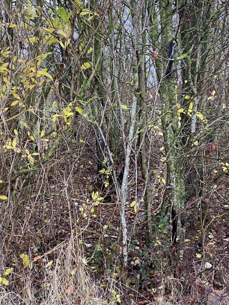 ved vejkant og cykelsti - indtryk