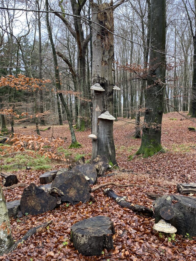 skov