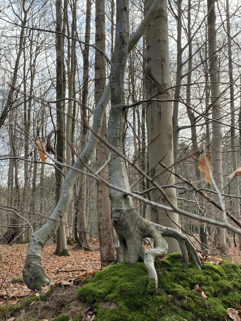 skov